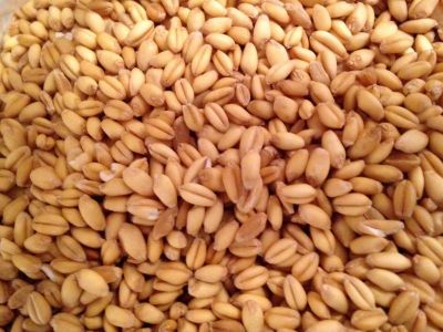 SOFT MILLING WHEAT – GRADE II