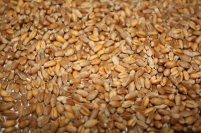 SOFT MILLING WHEAT – GRADE III